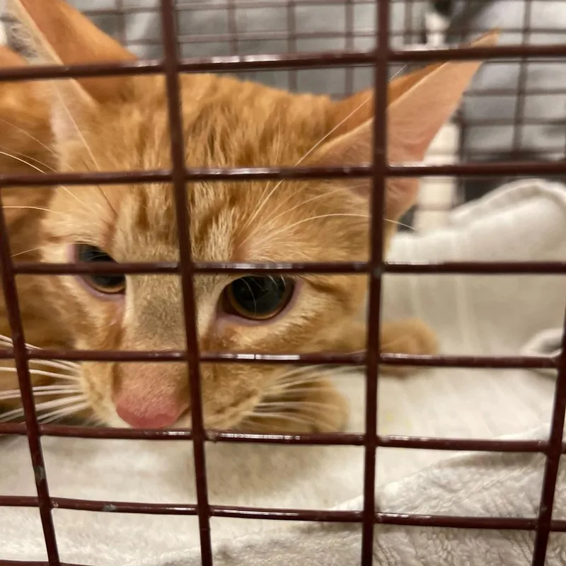A young medium-sized male Orange / Red Domestic Short Hair cat named Tater for adoption in Matteson, IL