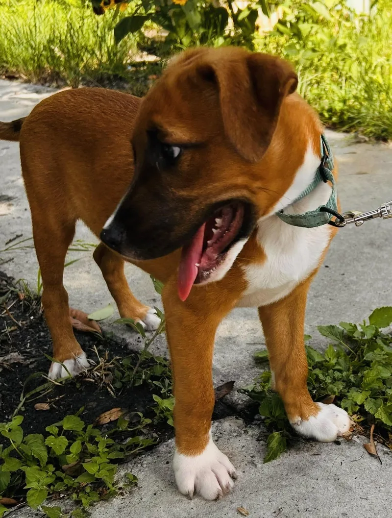 A baby medium-sized male Shepherd dog named Pookie for adoption in San Antonio, TX