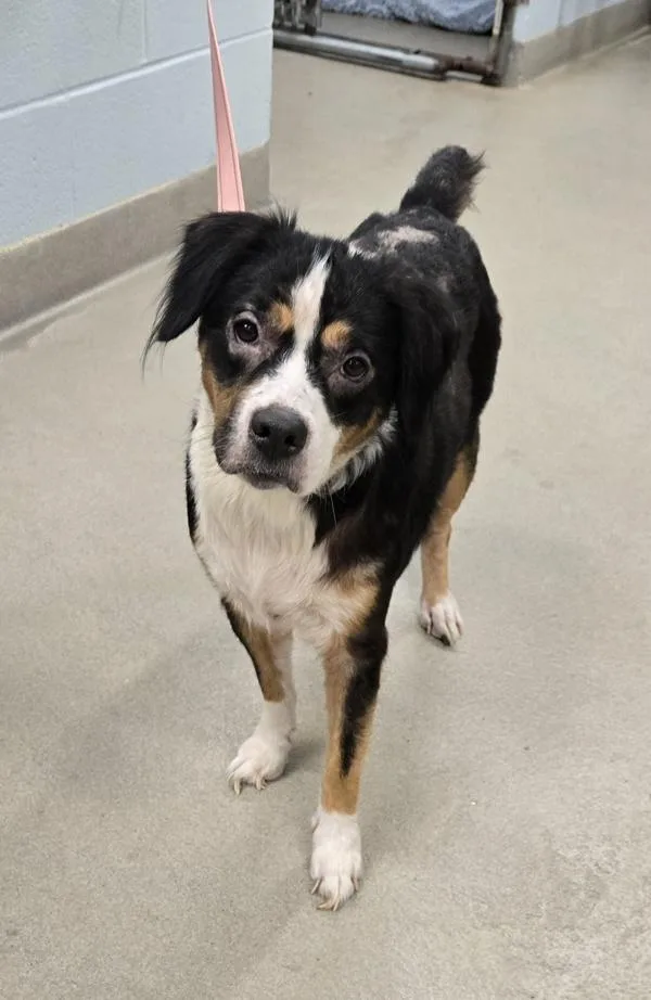 An adult medium-sized female Beagle dog named Peach Fuzz for adoption in Millersville, MD