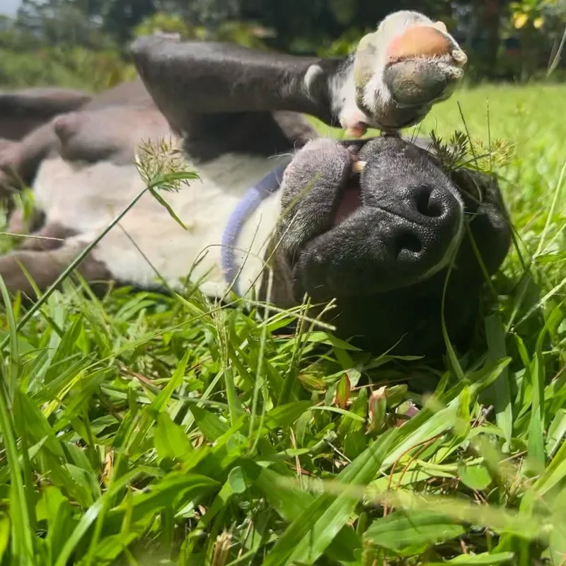 Sonny And Cher Litter:cher thumbnail 2