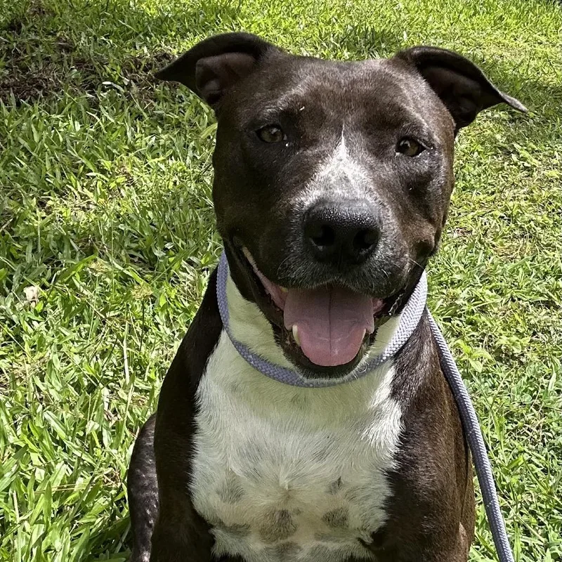 Sonny And Cher Litter:cher thumbnail 4