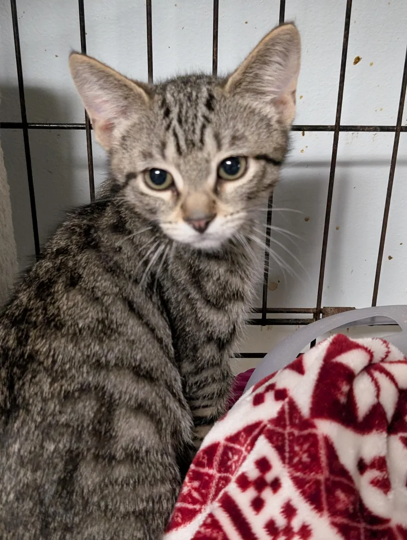 A baby medium-sized male Tabby (Gray / Blue / Silver) Domestic Short Hair cat named Spark for adoption in Tilton, IL