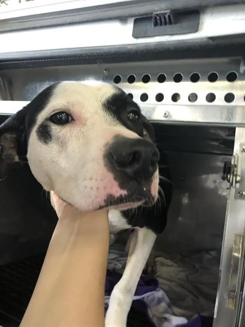 A young large-sized female Mixed Breed dog named Bella for adoption in Dallas, TX