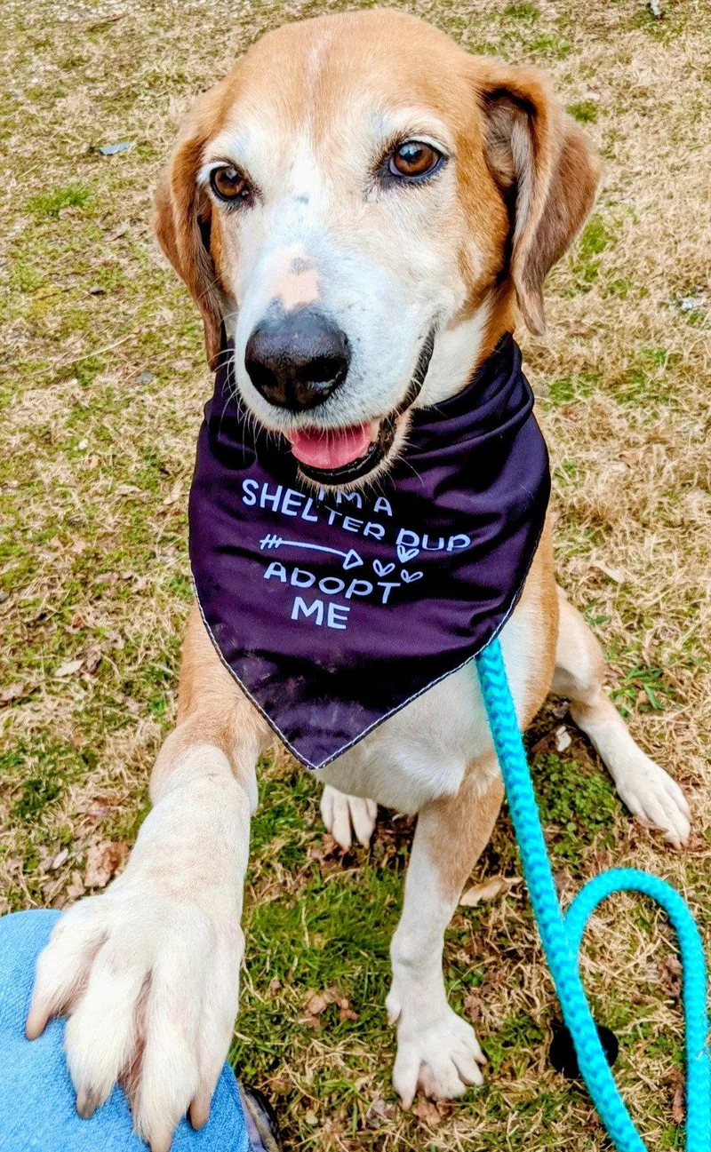 A senior large-sized male Retriever dog named Pongo Beaufort for adoption in Rockaway, NJ