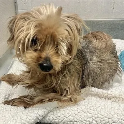 A senior small-sized male Brown / Chocolate Yorkshire Terrier dog named Funyun for adoption in Pacific Grove, CA