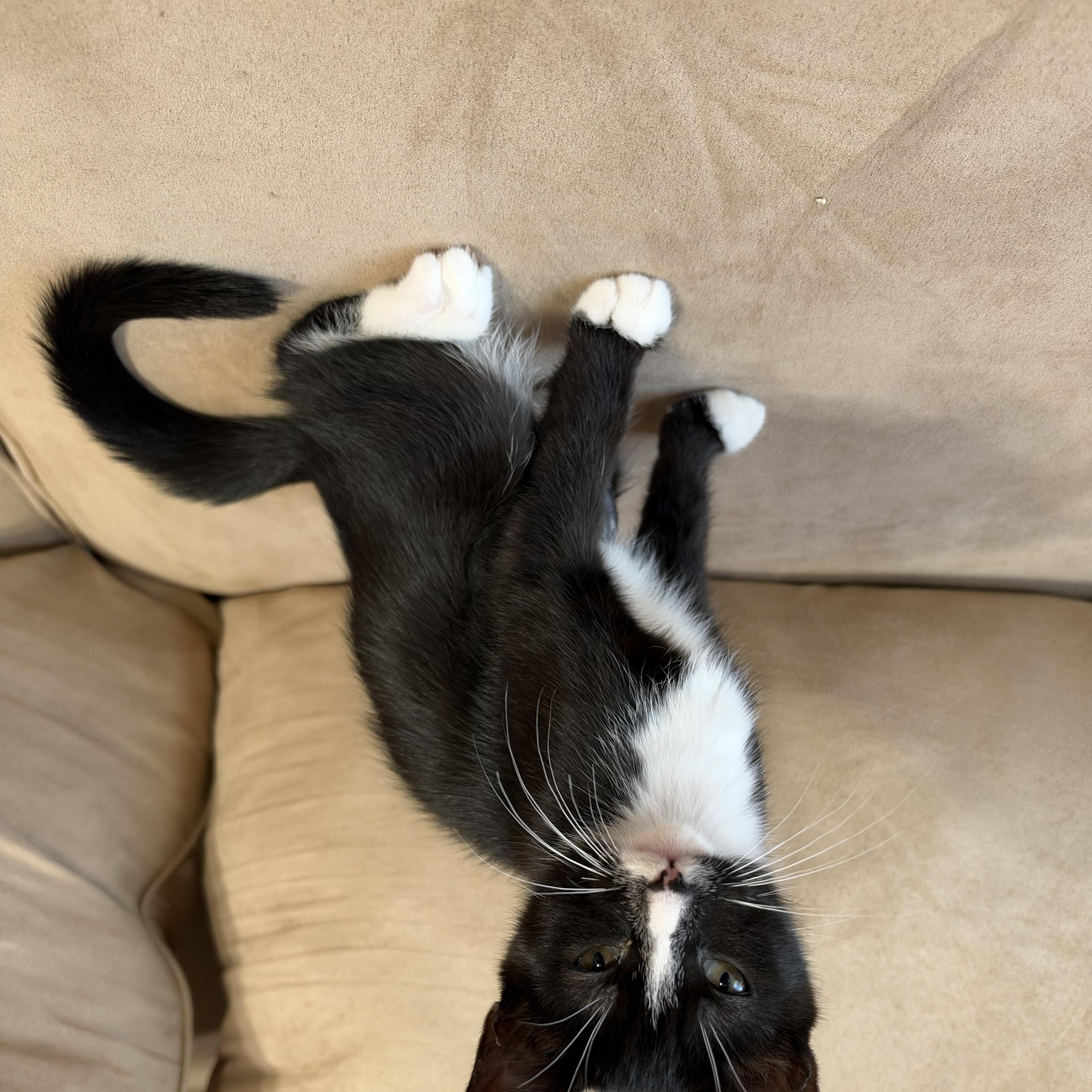 A baby medium-sized female Black & White / Tuxedo Domestic Short Hair cat named Regina George for adoption in Portland, OR