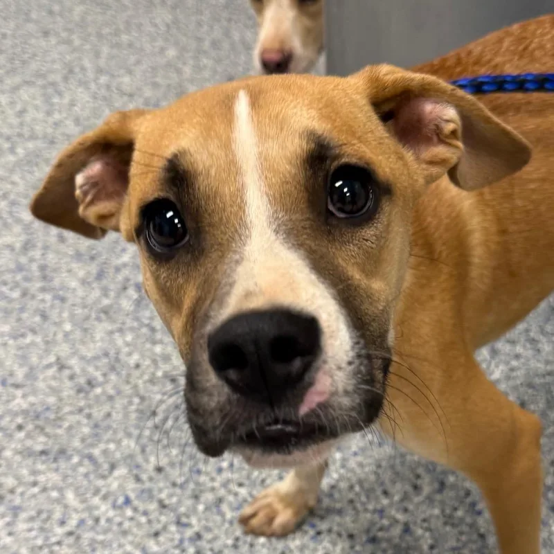 A young medium-sized female Yellow / Tan / Blond / Fawn Mixed Breed dog named Darby for adoption in Greenville, SC