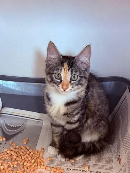 A baby small-sized female Domestic Short Hair cat named Miggs for adoption in Manteo, NC