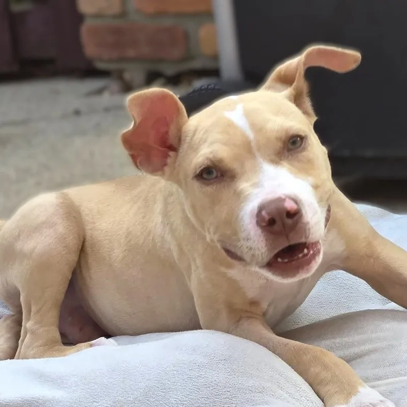 A baby medium-sized male Apricot / Beige Pit Bull Terrier dog named Cisco for adoption in Burton, MI