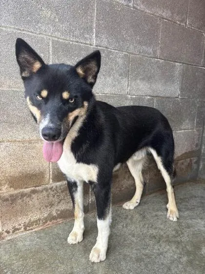 An adult medium-sized male Siberian Husky dog named Bale Ryder for adoption in Munfordville, KY