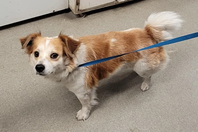 A young medium-sized male Terrier dog named Milo for adoption in Hopkinsville, KY