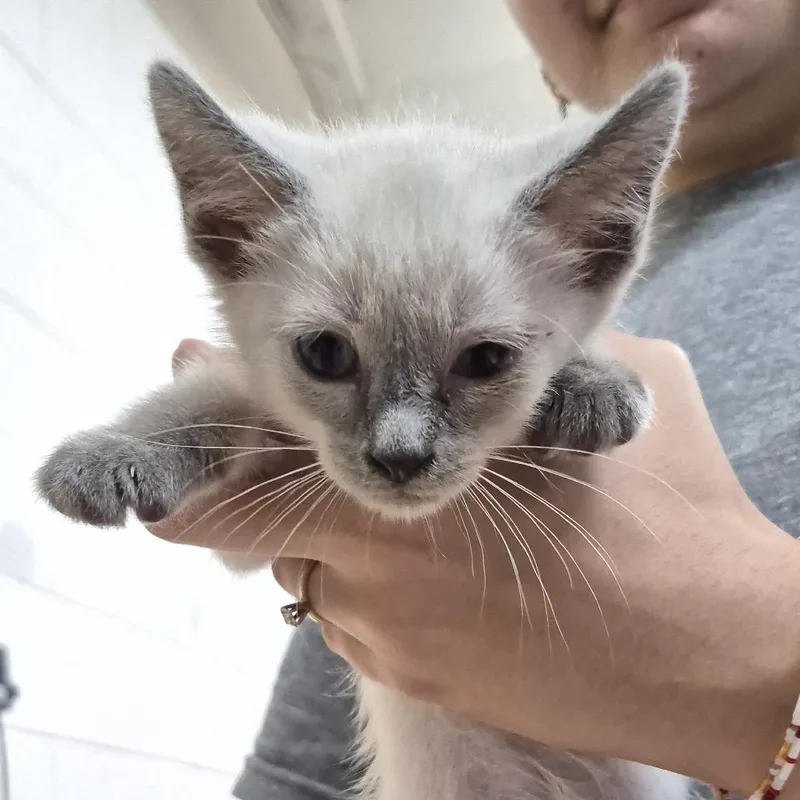 A baby small-sized male White Domestic Short Hair cat named Apollo for adoption in Ardmore, OK