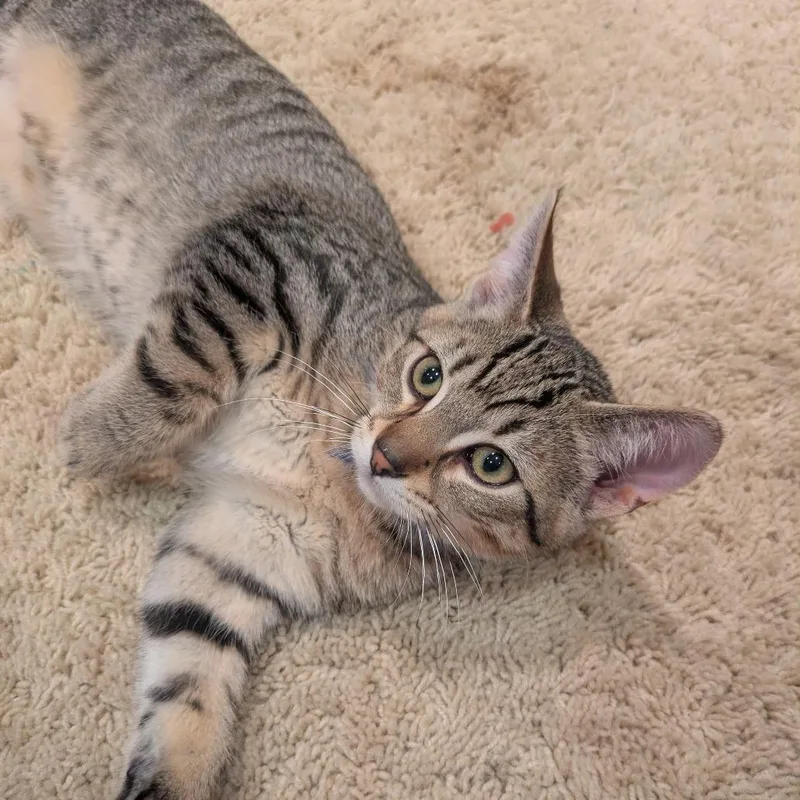 A baby medium-sized male Brown / Chocolate Domestic Short Hair cat named Purrsideon for adoption in Inver Grove Heights, MN