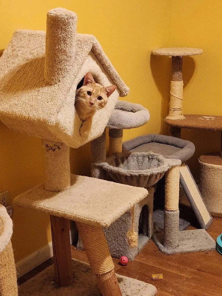 An adult medium-sized male Domestic Short Hair cat named Forrest Stump for adoption in O'Fallon, MO