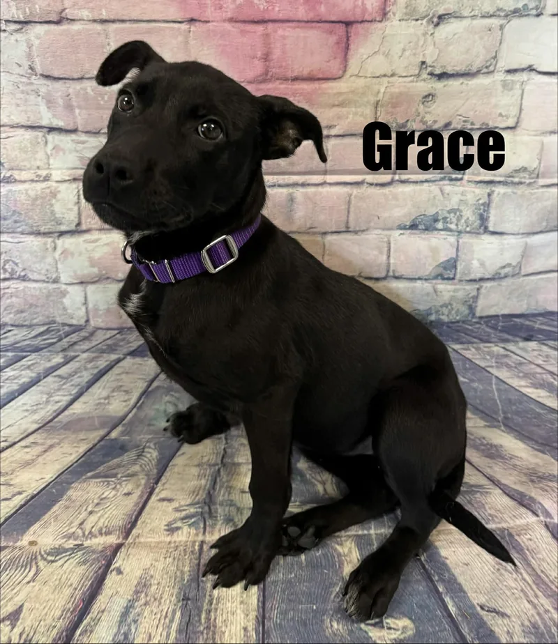 A baby medium-sized female Black Black Labrador Retriever dog named Grace for adoption in Quincy, MI