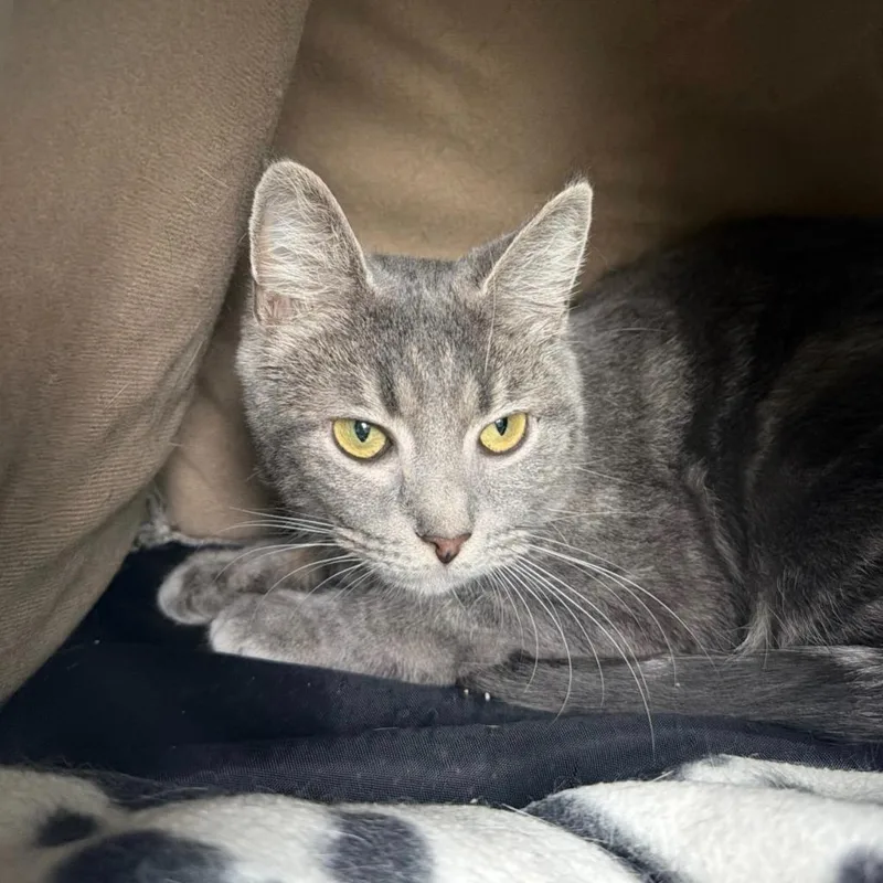 A young medium-sized female Domestic Short Hair cat named Tootsie Noodles for adoption in State College, PA