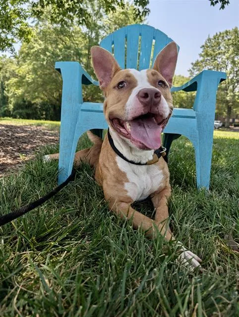 A young medium-sized female Pit Bull Terrier dog named Bryce for adoption in Charlotte, NC