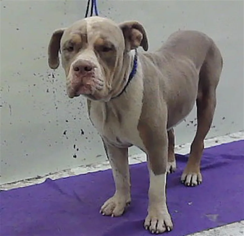 An adult medium-sized male Staffordshire Bull Terrier dog named Daddy for adoption in Houston, TX