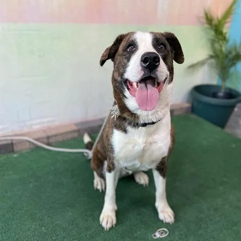 A senior medium-sized female Brown / Chocolate Labrador Retriever dog named Chloe for adoption in Hawthorne, CA