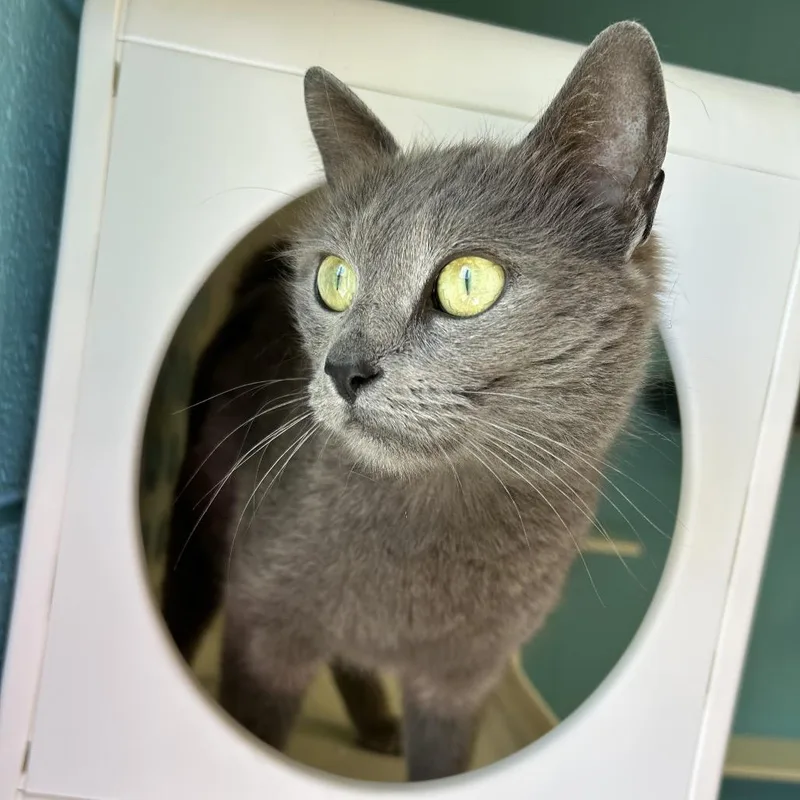 An adult small-sized female Gray / Blue / Silver Domestic Short Hair cat named Circe for adoption in Durham, NC