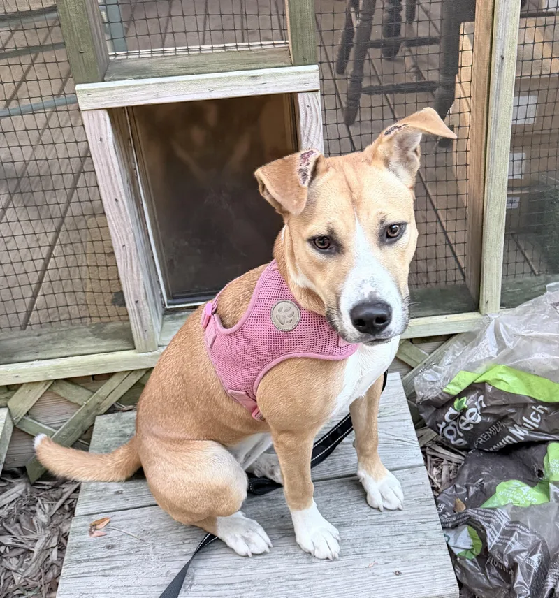 Precious little pretty Sasha thumbnail 2
