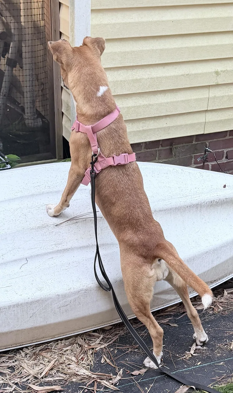 Precious little pretty Sasha thumbnail 4