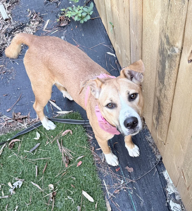 Precious little pretty Sasha thumbnail 5