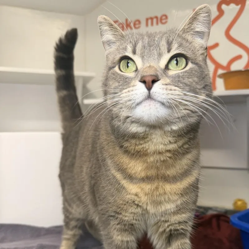 An adult small-sized female Domestic Short Hair cat named Sora for adoption in Los Angeles, CA