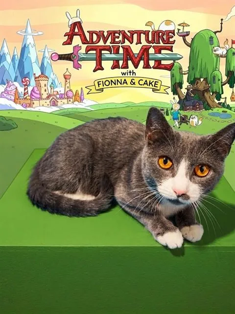 A young small-sized female Domestic Short Hair cat named Fionna for adoption in Jacksonville, FL