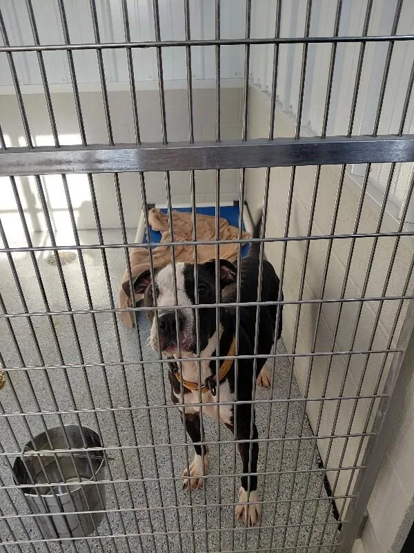 An adult medium-sized male Black Pit Bull Terrier dog named Thomas for adoption in bellefontaine, OH