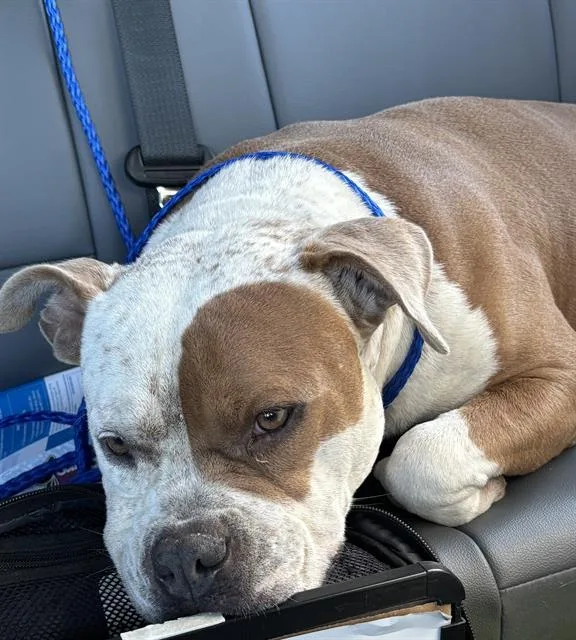 An adult large-sized male American Bulldog dog named Benjamin for adoption in Grand Prairie, TX