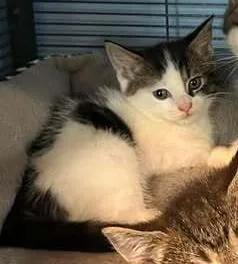 A baby small-sized male Black & White / Tuxedo Domestic Short Hair cat named Oliver for adoption in Woodbridge, VA