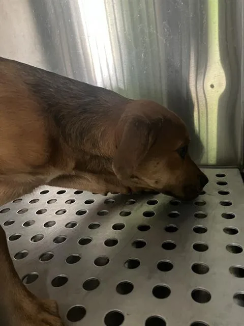 A baby medium-sized female Mixed Breed dog named Grace for adoption in Dallas, TX