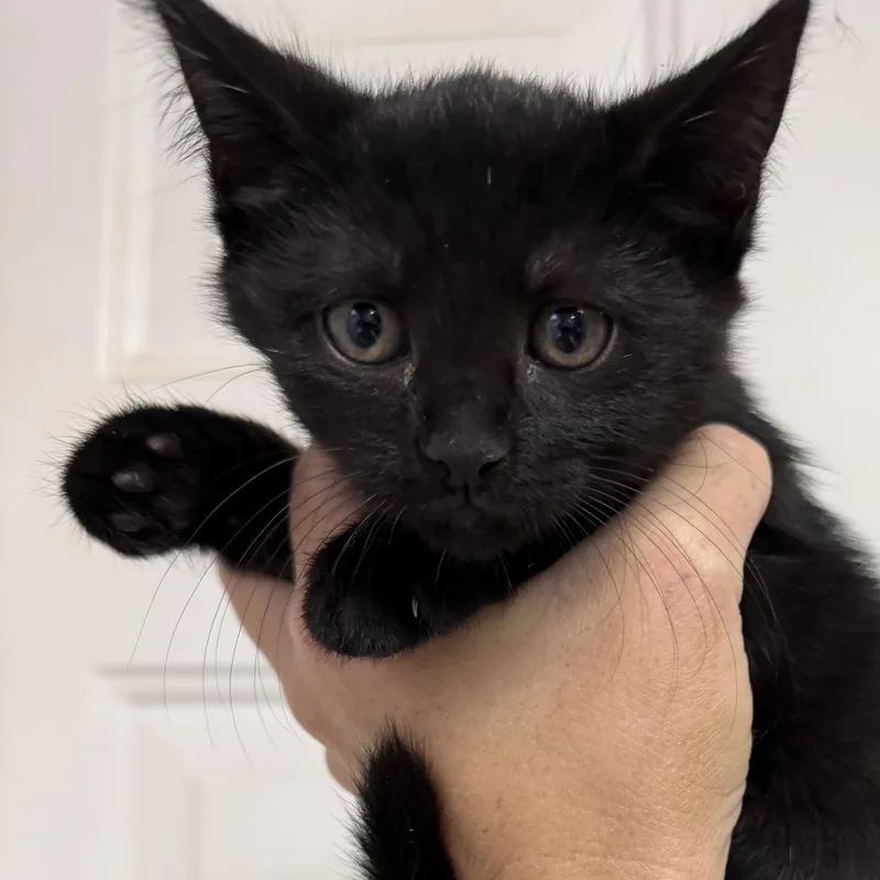 A baby medium-sized female Black Domestic Short Hair cat named Cranberry Mule for adoption in Columbia, SC