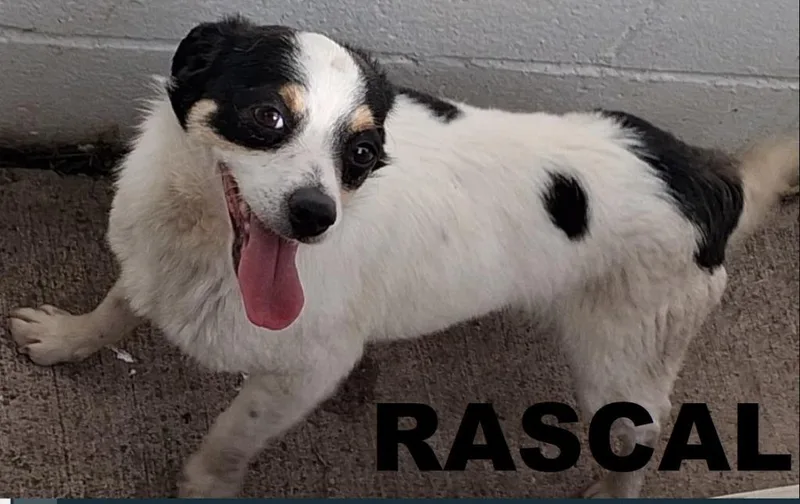 Rascal thumbnail 2