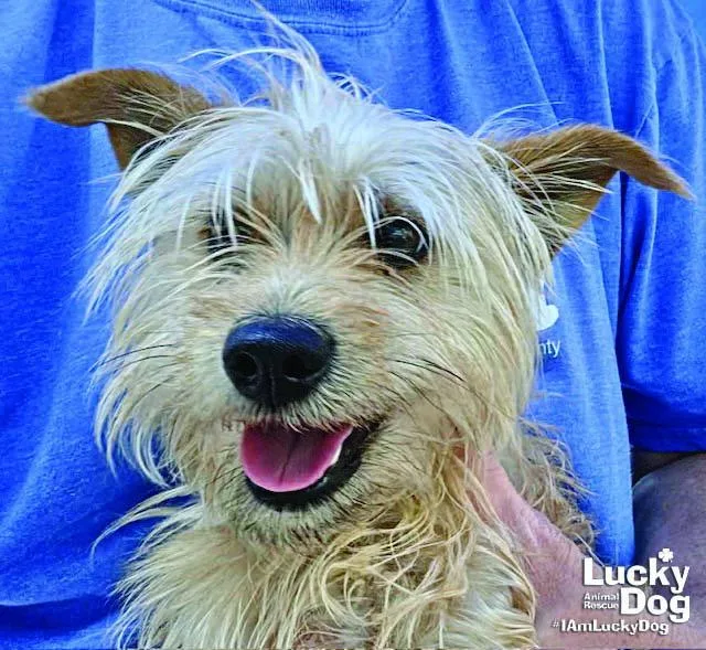 A young small-sized male Norfolk Terrier dog named Mickey for adoption in Washington, DC