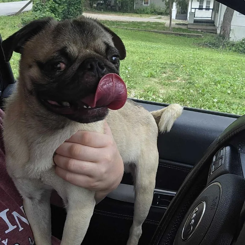 An adult small-sized male Yellow / Tan / Blond / Fawn Pug dog named Darius for adoption in Shawnee, KS