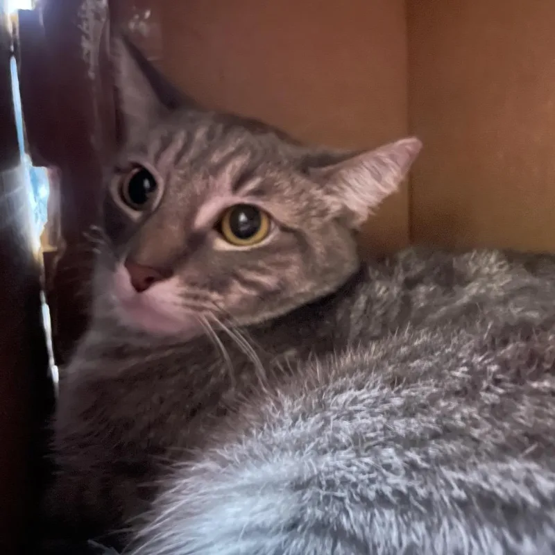 A young small-sized female Gray / Blue / Silver Domestic Medium Hair cat named Lady for adoption in Marion, IL