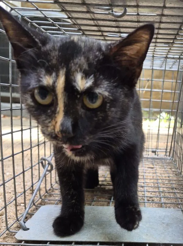 A baby small-sized female Domestic Short Hair cat named Pen Charlotte for adoption in Lawrenceville, GA