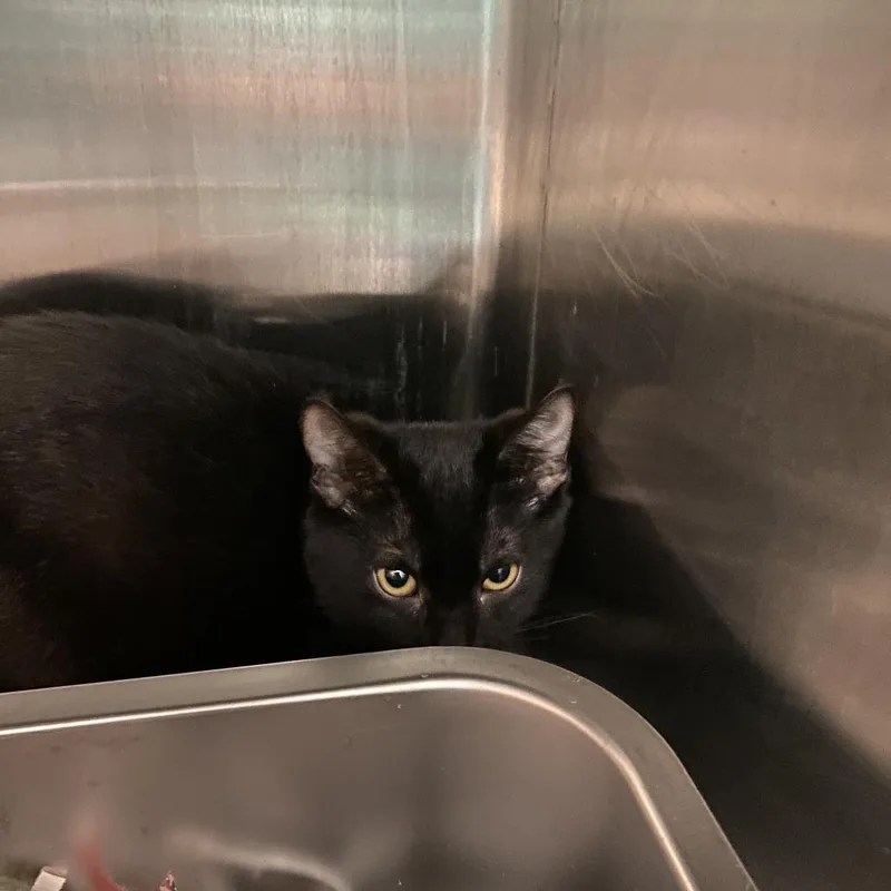 A baby small-sized male Black Domestic Short Hair cat named Sherlock for adoption in Philadelphia, PA
