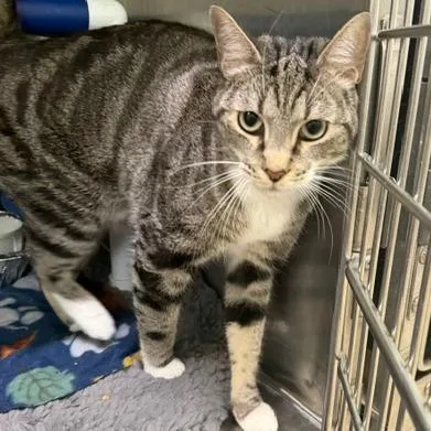An adult large-sized female Domestic Short Hair cat named Freya for adoption in Cumming, GA