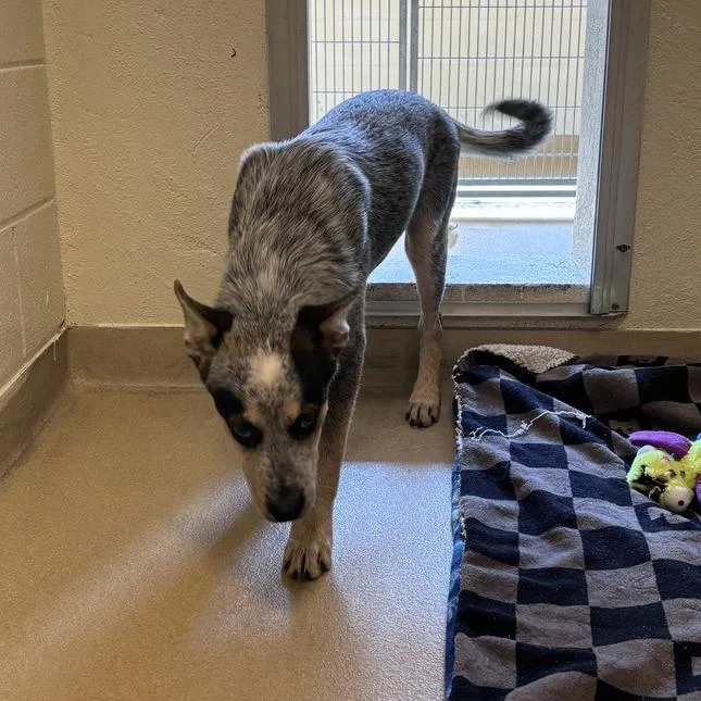 A baby medium-sized male Black Mixed Breed dog named Hubert for adoption in Asheville, NC