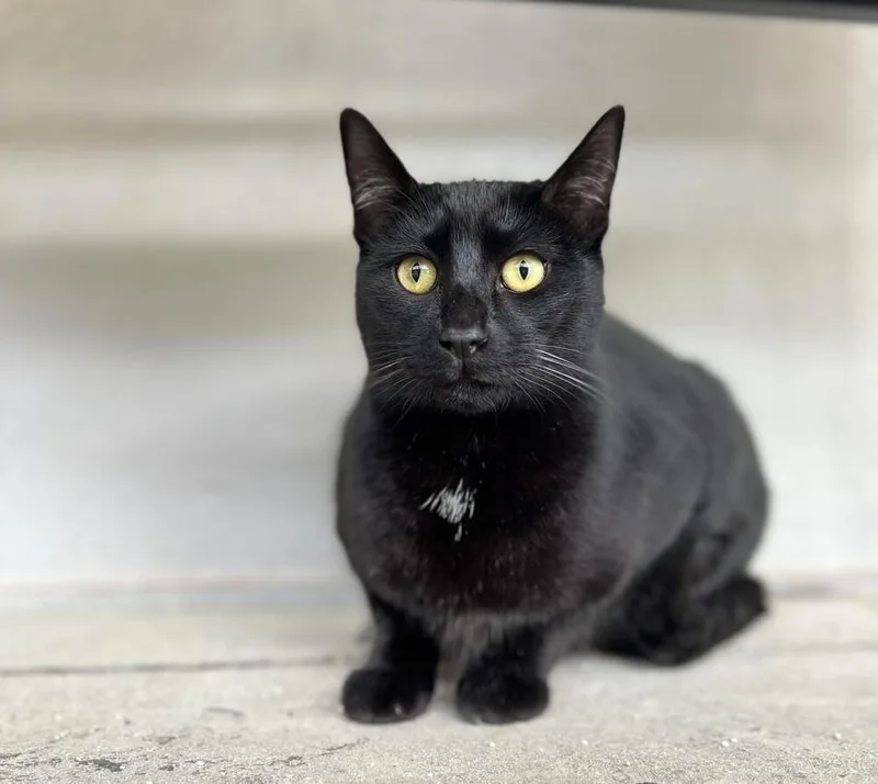 A young medium-sized female Black Domestic Short Hair cat named Bao for adoption in Oceanside, CA
