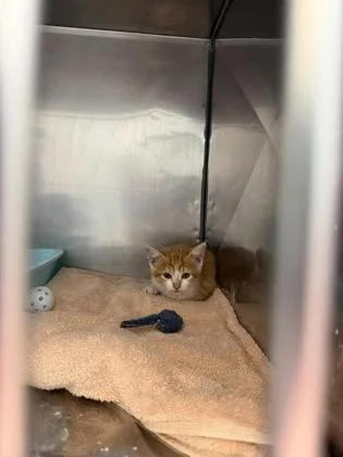A baby small-sized male Domestic Short Hair cat named Burr for adoption in Fishers, IN