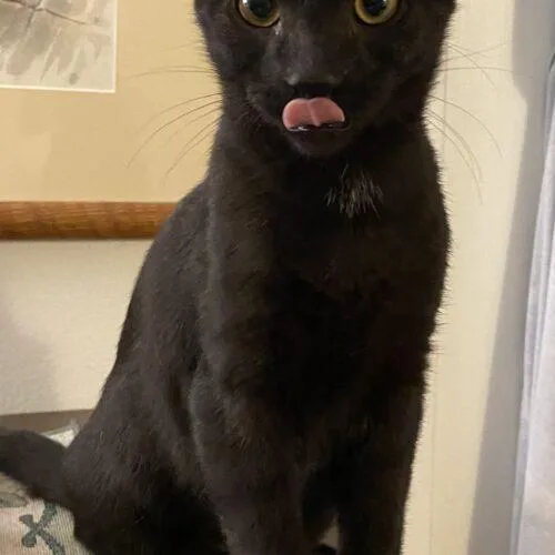 A baby small-sized male Black Domestic Short Hair cat named Nicky Cave for adoption in Tampa, FL