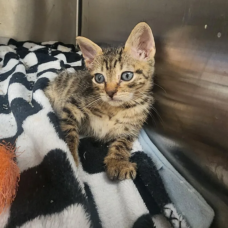 A baby small-sized male Brown / Chocolate Domestic Short Hair cat named Cat Damon for adoption in Evensville, TN