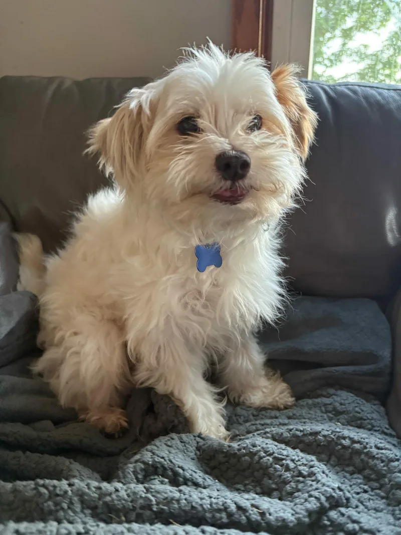 An adult small-sized female Maltese dog named Neda for adoption in De Pere, WI