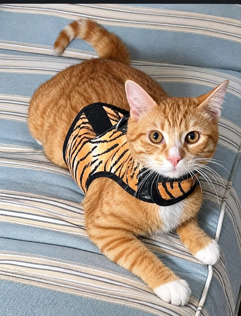 A young medium-sized male American Shorthair cat named Penobscot for adoption in Lakeland, FL