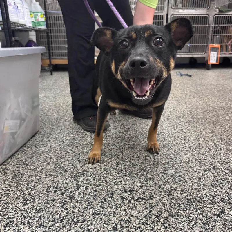 An adult small-sized male Black Mixed Breed dog named Jett for adoption in Fredericksburg, VA