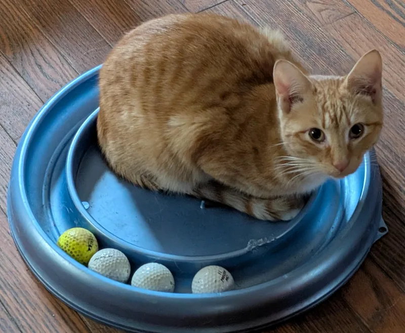 Norbert Simpson thumbnail 2